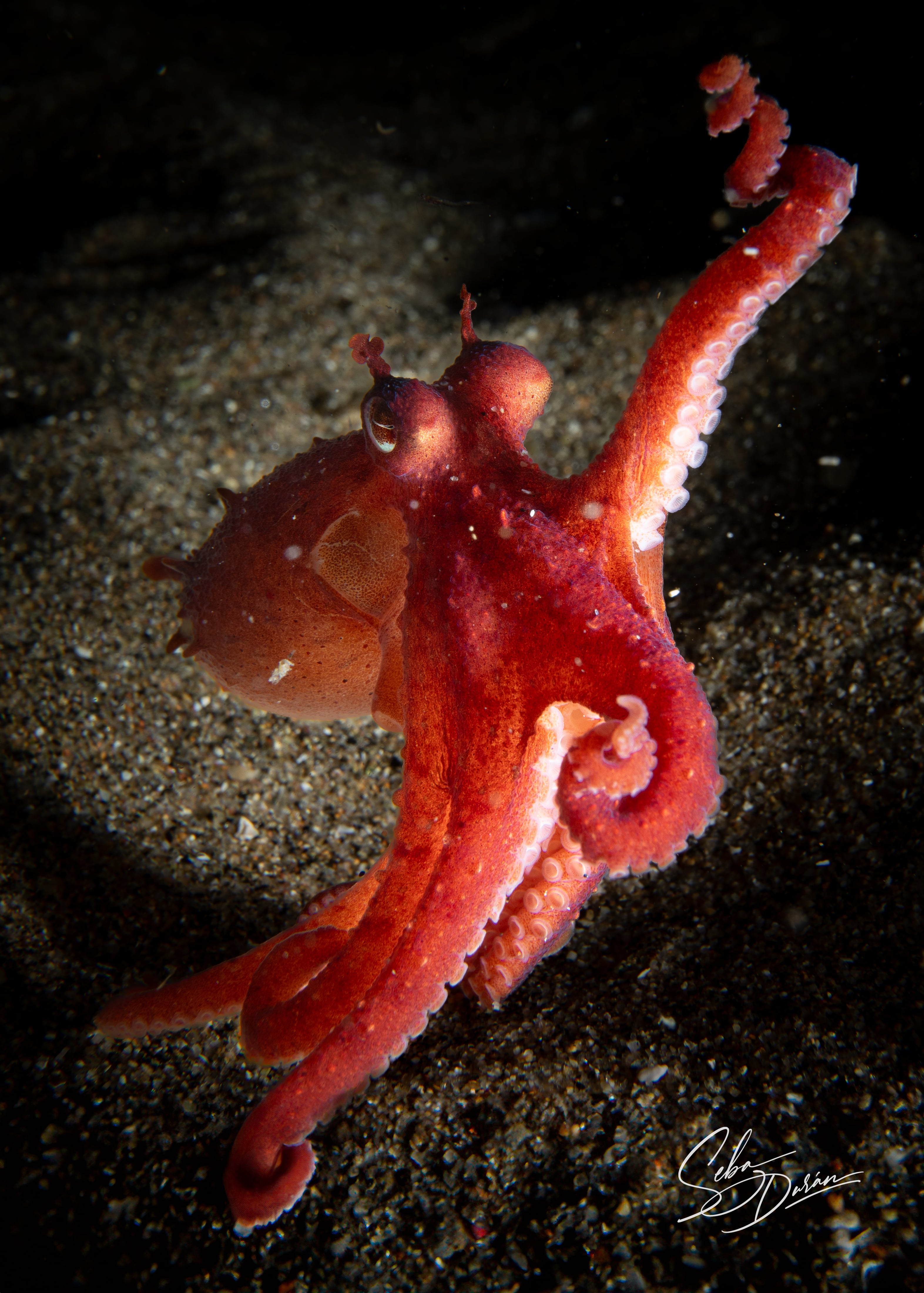 Pulpo rojo