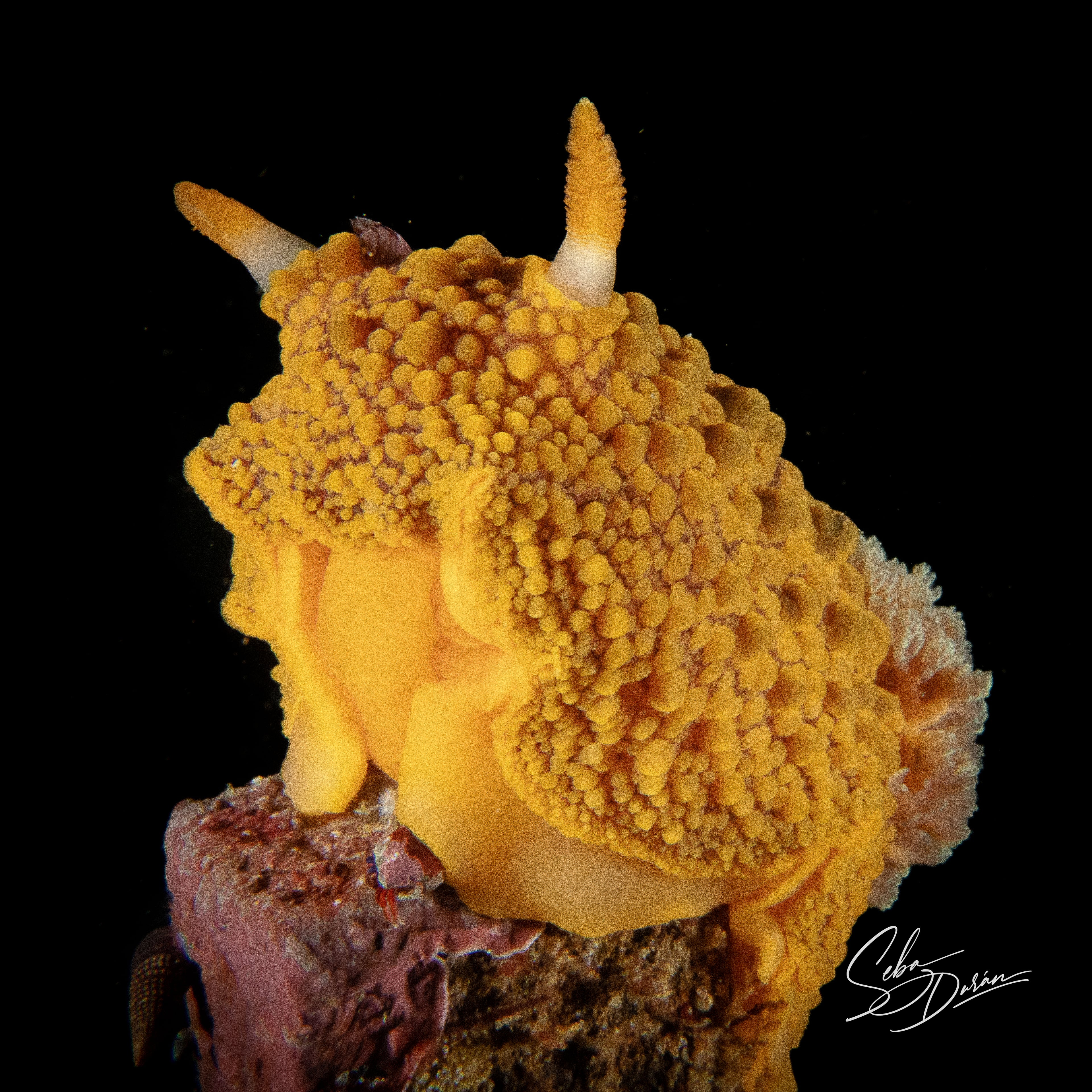 Nudibranquios amarillos
