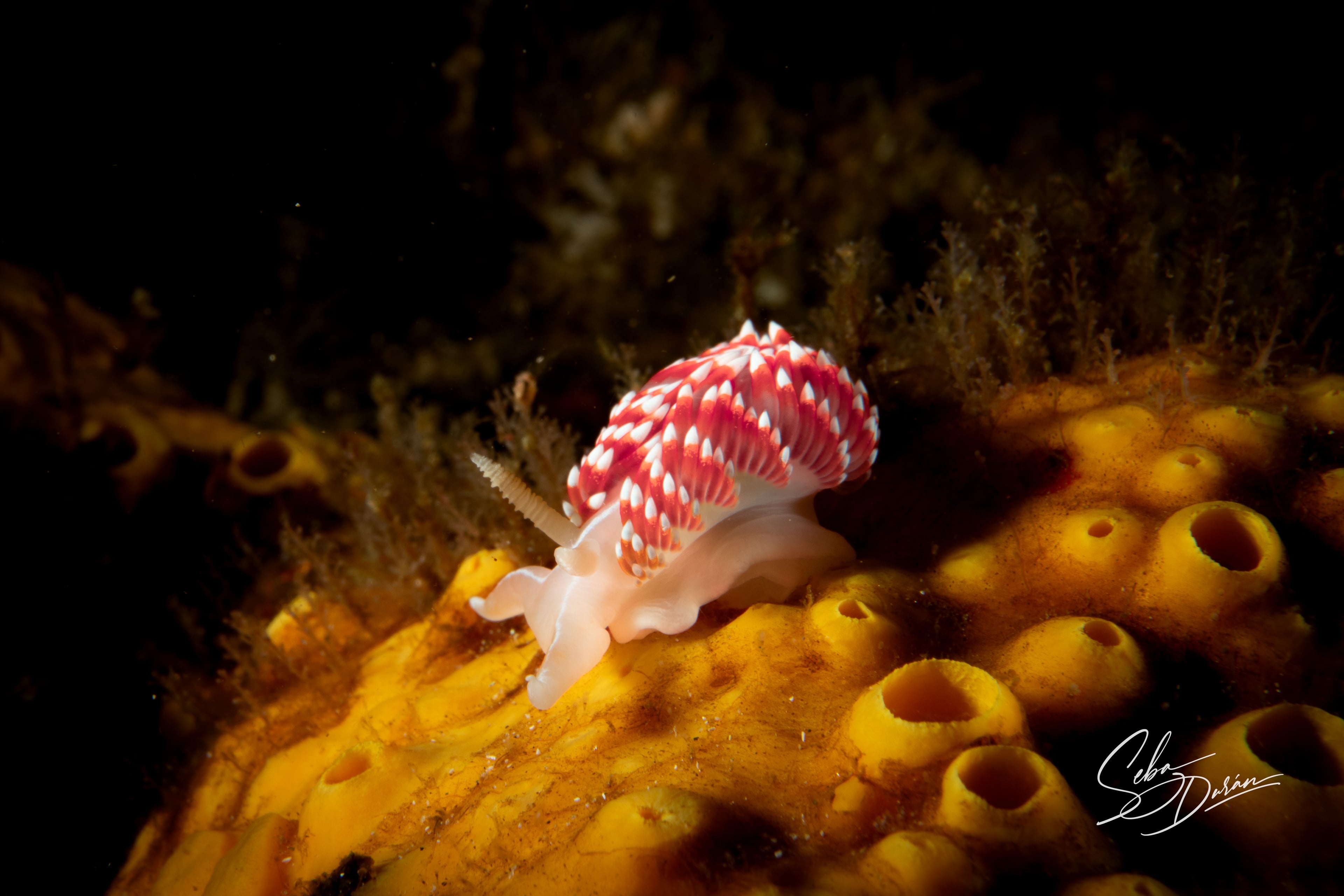 Nudibranquio espalda de fuego
