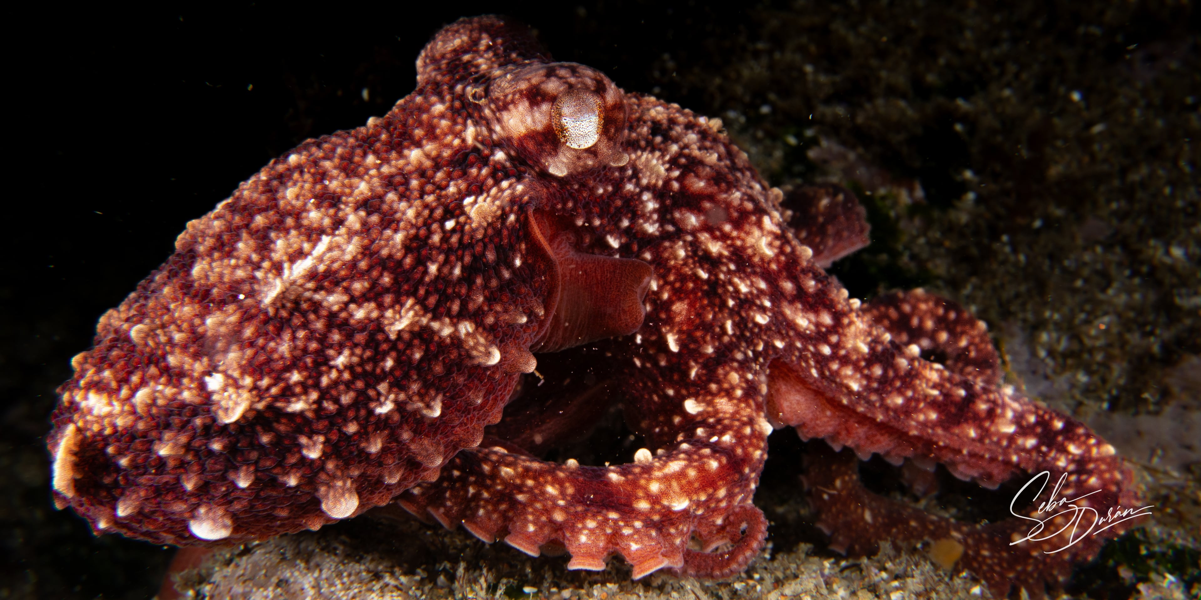 Pulpo