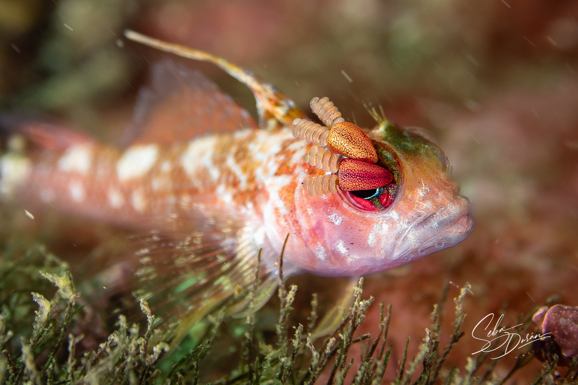 Trombollito con paracito en el ojo